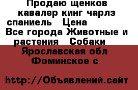 Продаю щенков кавалер кинг чарлз спаниель › Цена ­ 40 000 - Все города Животные и растения » Собаки   . Ярославская обл.,Фоминское с.